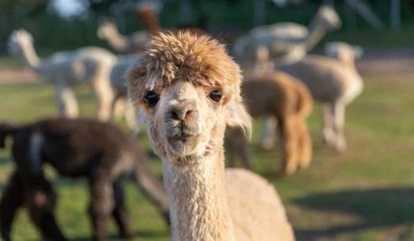 Alpaca Ranch
